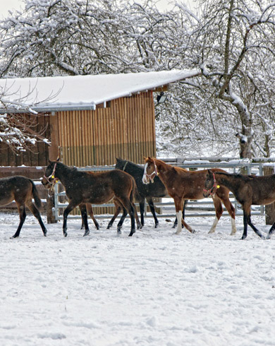 Abreuvoir d’hiver