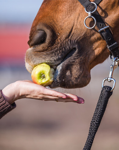 Alimentation du cheval : guide complet de la nutrition équine