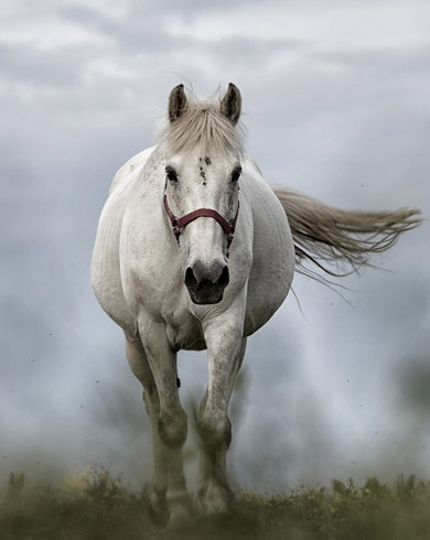 Le cheval peut-il vivre seul ?