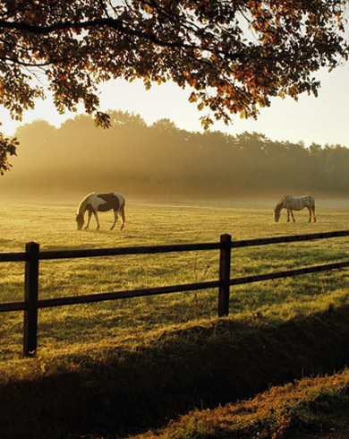 Comment aménager un espace clôturé pour chevaux ?