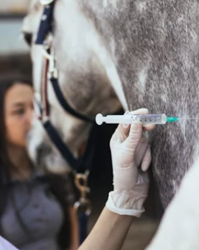 La pharmacie du cheval