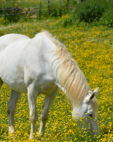 Quelles sont les plantes toxiques pour les chevaux ?