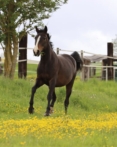 Le matériel nécessaire pour le cheval en prairie
