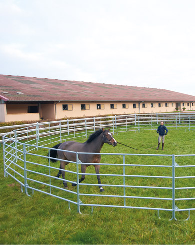 Travailler son cheval au rond de longe