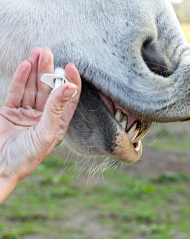 La vermifugation du cheval